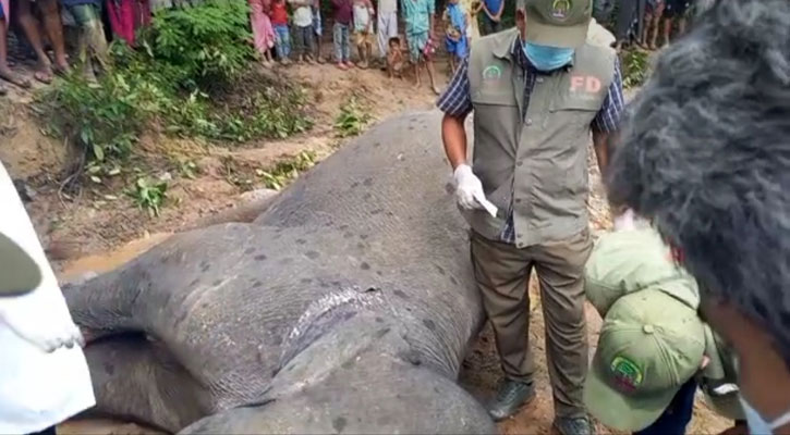 কক্সবাজারে ৭০ বছর বয়সী হাতির মৃত্যু