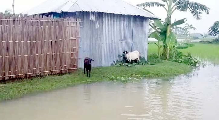 কুড়িগ্রামে ৫ হাজার মানুষ পানিবন্দী