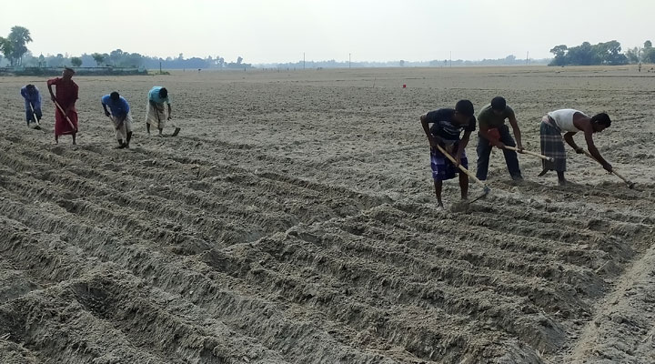 বেশি দামে বিক্রির আশায় আলু চাষে ব্যস্ত কৃষক