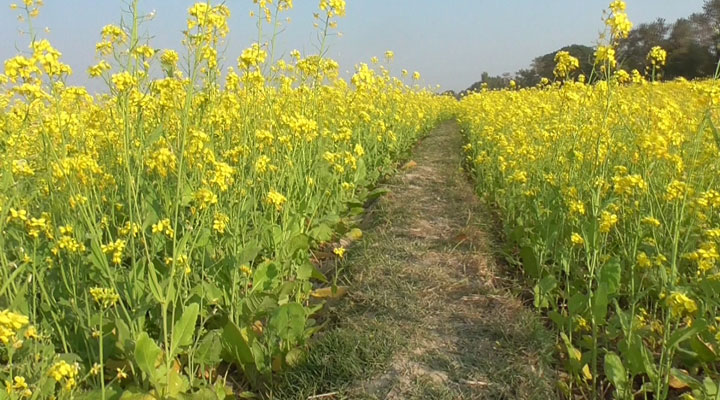 দিগন্তজোড়া মাঠে সরিষা ফুলের মেলা