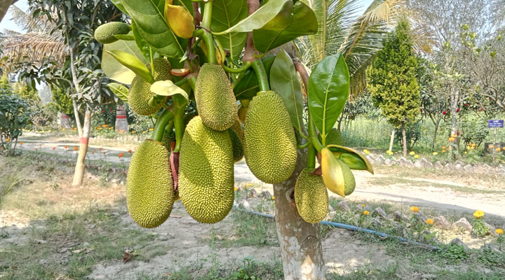 আঠাবিহীন কাঁঠালে সাফল্য