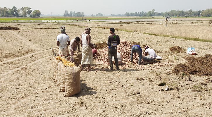 মাঠেই বিক্রি হচ্ছে আলু, দামে খুশি চাষিরা