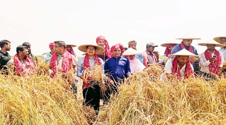 শনির হাওরে ধান কাটা উৎসবের উদ্বোধন