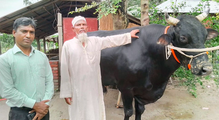 ৪০ মণের ‘কালা মানিক’ নিয়ে বিপাকে খামারি