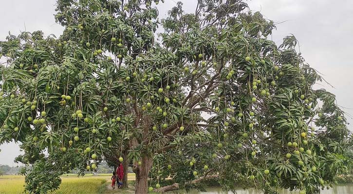 ‘মোখা’র আগে পরিপক্ব আম ও ধান সংগ্রহের নির্দেশ