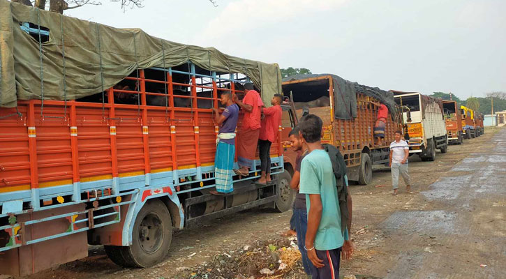 ভারত থেকে এলো ১০৪টি মহিষ