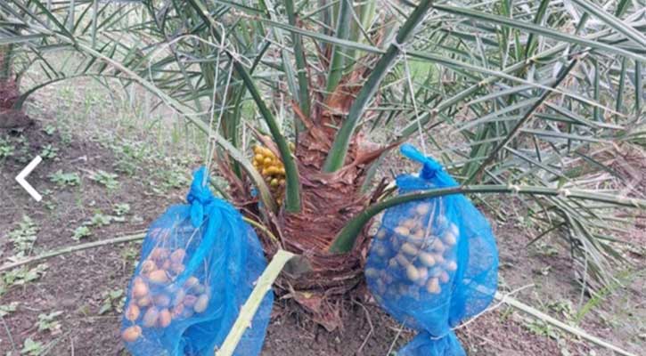 সৌদি খেজুর চাষে স্বপ্ন দেখছেন দুই উদ্যোক্তা