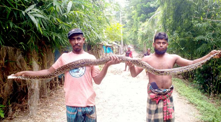 মাছের বাক্স থেকে ১০ ফুটের অজগর উদ্ধার