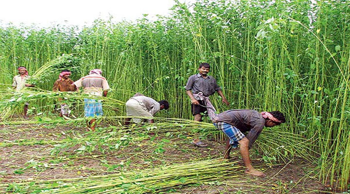 পাটবীজের চাহিদা ৬৪০০ টন, আমদানির অনুমতি ৫২০০ টনের