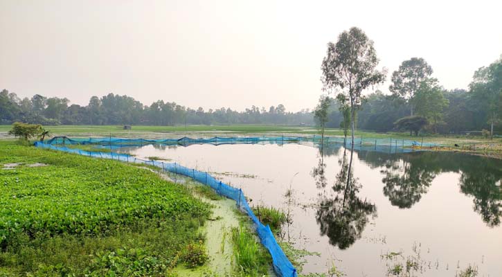 বৃষ্টিতে ভেসে গেল ৯ কোটি টাকার পোনা মাছ