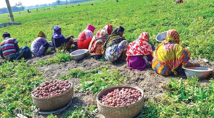 আলুর বাম্পার ফলনে খুশি কৃষক