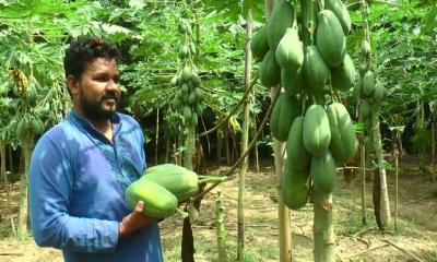 চাকরি ছেড়ে কৃষিকাজে হাবিবের বাজিমাত