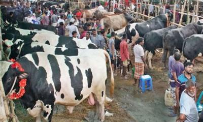 আফতাবনগরে গরুর হাট বসাতে বাধা নেই