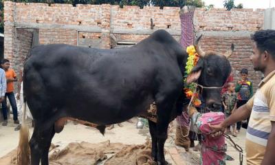 ১৭০০ কেজির বিগ বসকে নিলে ক্রেতা পাবেন মোটরসাইকেল