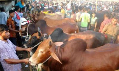 রাজধানীতে কোরবানির পশু বিক্রি শুরু