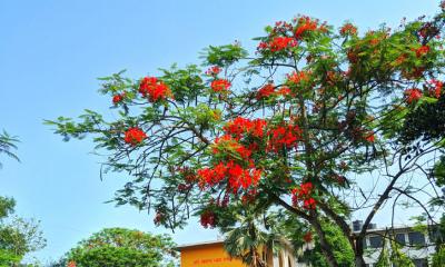 প্রকৃতির রূপে সেজেছে কুবি