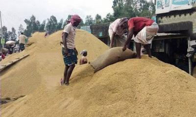 ভরা মৌসুমেও মিলছে না ধানের কাঙ্ক্ষিত দাম