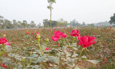 গোলাপের সঙ্গে দুলছে কৃষকের রঙিন স্বপ্ন