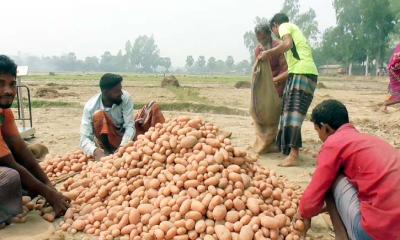 আলুর বাম্পার ফলন হলেও দাম নিয়ে হতাশ চাষিরা