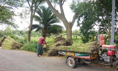 পর্যাপ্ত বৃষ্টি নেই, বিপাকে কৃষক