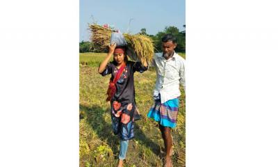 লক্ষ্মীপুরে কৃষকের ধান কাটলেন ছাত্রলীগ নেত্রী