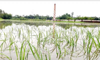 টাঙ্গাইলে ভারী বর্ষণে তলিয়েছে ফসলি জমি