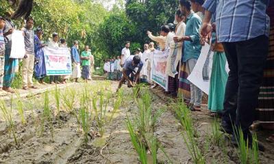 রাস্তায় ধানের চারা রোপন করে মানববন্ধন