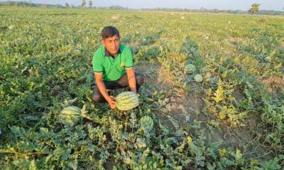 তরমুজের বাম্পার ফলন, কৃষকের মুখে হাসি