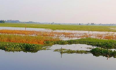 ২০ দিন ধরে পানির নিচে সাড়ে ১১ হাজার বিঘা জমির ধান