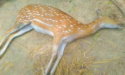 কুকুরের আক্রমণে হরিণের মৃত্যু