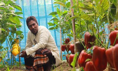 ফুলের রাজ্যে এবার রঙিন ক্যাপসিকাম