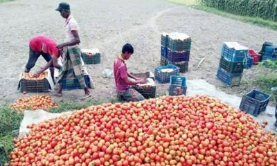 টমেটো চাষে সচ্ছলতা রাসেলের