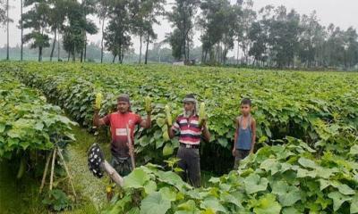 কুমিল্লায় শসা চাষে আগ্রহ বাড়ছে