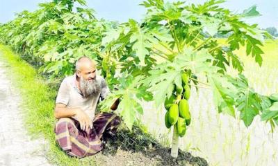 সড়কের পাশে পেঁপে গাছ লাগিয়ে আলতাফের চমক