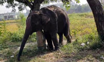 হাতির আক্রমণে শিশুসহ দুজনের মৃত্যু