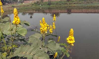 বিলুপ্তির পথে ঔষধি গুণসম্পন্ন দাদমর্দন