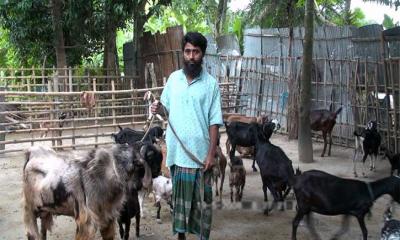 চাকরি ছেড়ে ব্ল্যাক বেঙ্গল ছাগল খামারে সাফল্য