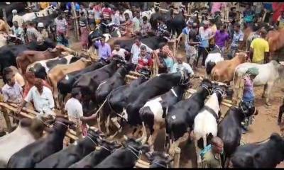 গরু দেখেই বুঝে নিন মাংস কতটুকু হবে