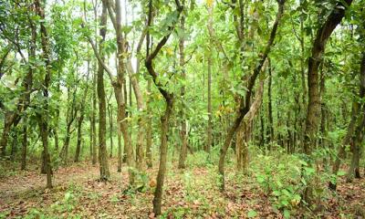 জাবিতে নতুন ভবন নির্মাণ, ৫০০ গাছ কাটা পড়ার শঙ্কা