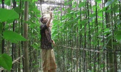 টাঙ্গাইলে পান চাষে সফল জহিরুল