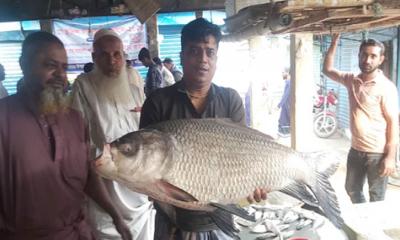 পদ্মায়  জেলের জালে ধরা পড়ল ২০ কেজির কাতলা