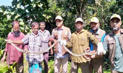 কাপ্তাইয়ে দুটি অজগর অবমুক্ত