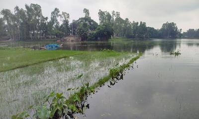 কুড়িগ্রামে নদ-নদীর পানি বৃদ্ধিতে ফসলের ব্যাপক ক্ষয়ক্ষতি