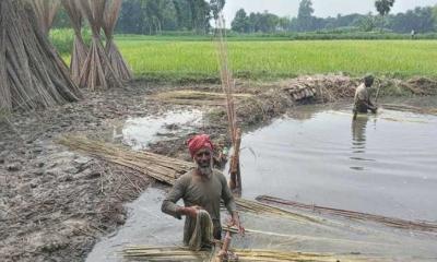 লোকসানে কুষ্টিয়ার পাট চাষিরা