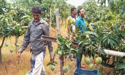 চাঁপাইনবাবগঞ্জের হাঁড়িভাঙা যাচ্ছে সুইডেন