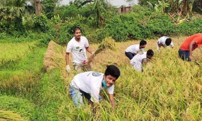 কৃষকের ধান কেটে দেবে আ. লীগ