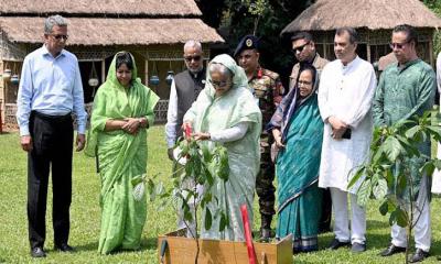 সবাইকে তিনটি করে গাছ লাগানোর আহ্বান প্রধানমন্ত্রীর