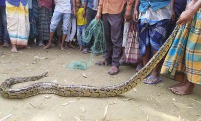 ধানক্ষেত থেকে ৮ ফুট লম্বা অজগর উদ্ধার