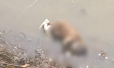 নদীতে ভাসছিল নবজাতকের অর্ধগলিত মরদেহ