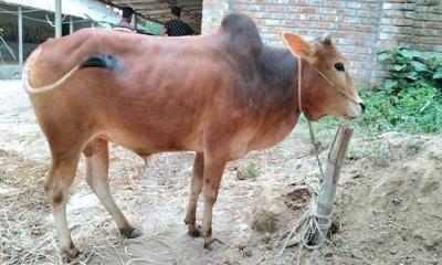 শার্শায় ছড়িয়ে পড়েছে গরুর ক্ষুরা রোগ ও পক্স